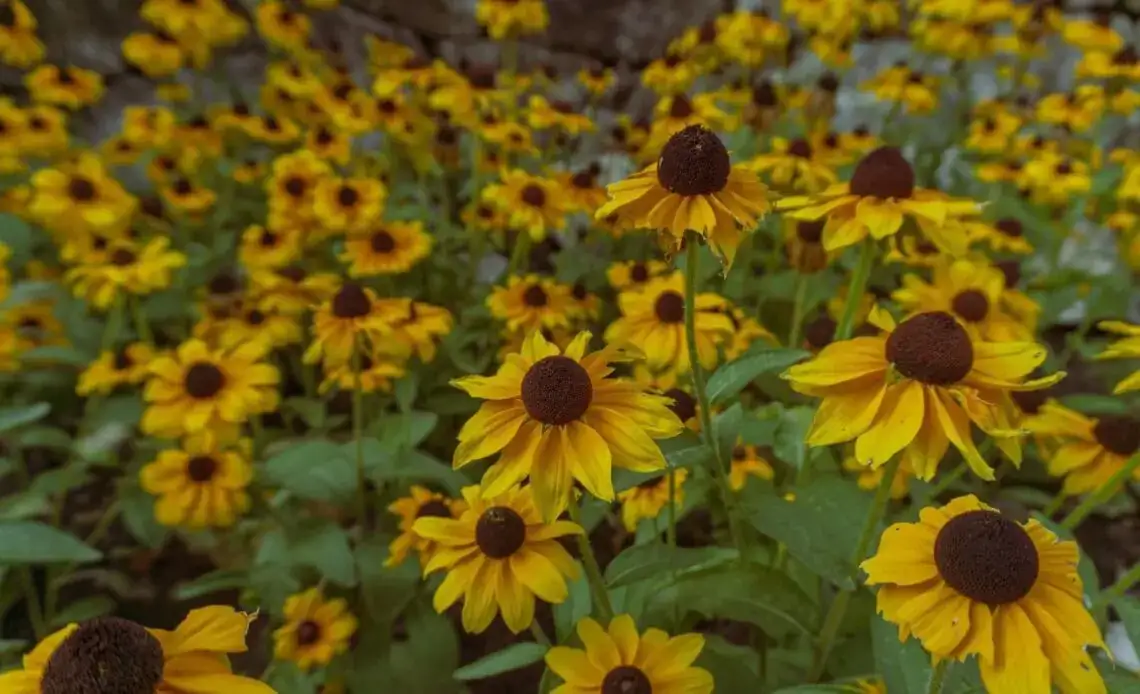 black-eyed susan cultural ceremony
