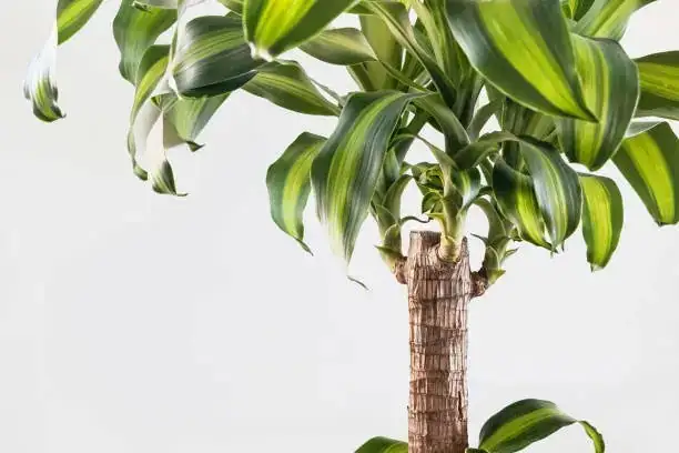Surprising Traits of the Corn Plant: Did You Know?