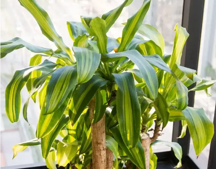 dracaena fragrans indoor care setup