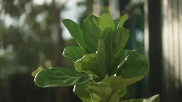 fiddle leaf fig propagation tools