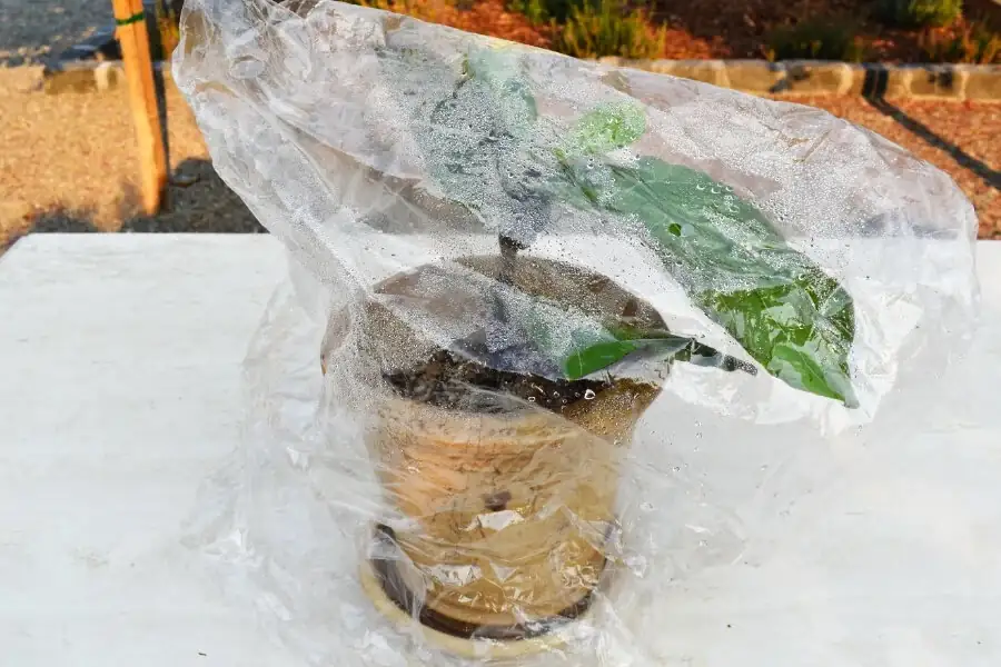 fiddle leaf fig cutting in soil