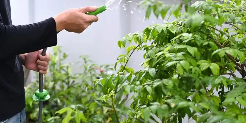 aphids on garden balsam leaves