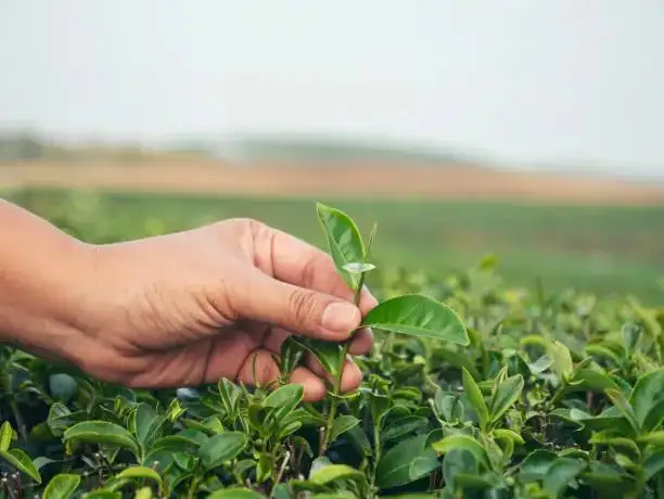 camellia soil preparation