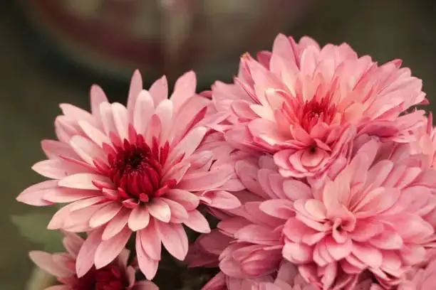 red white yellow chrysanthemums close-up