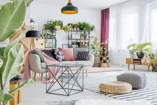 Schefflera arboricola in living room