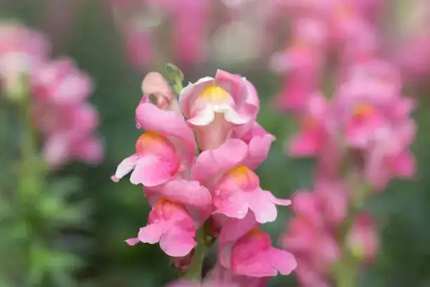 victorian snapdragon bouquet