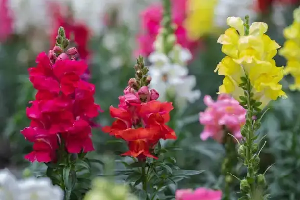 snapdragon varieties comparison