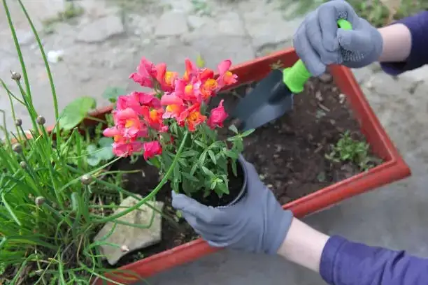 snapdragon care indoor