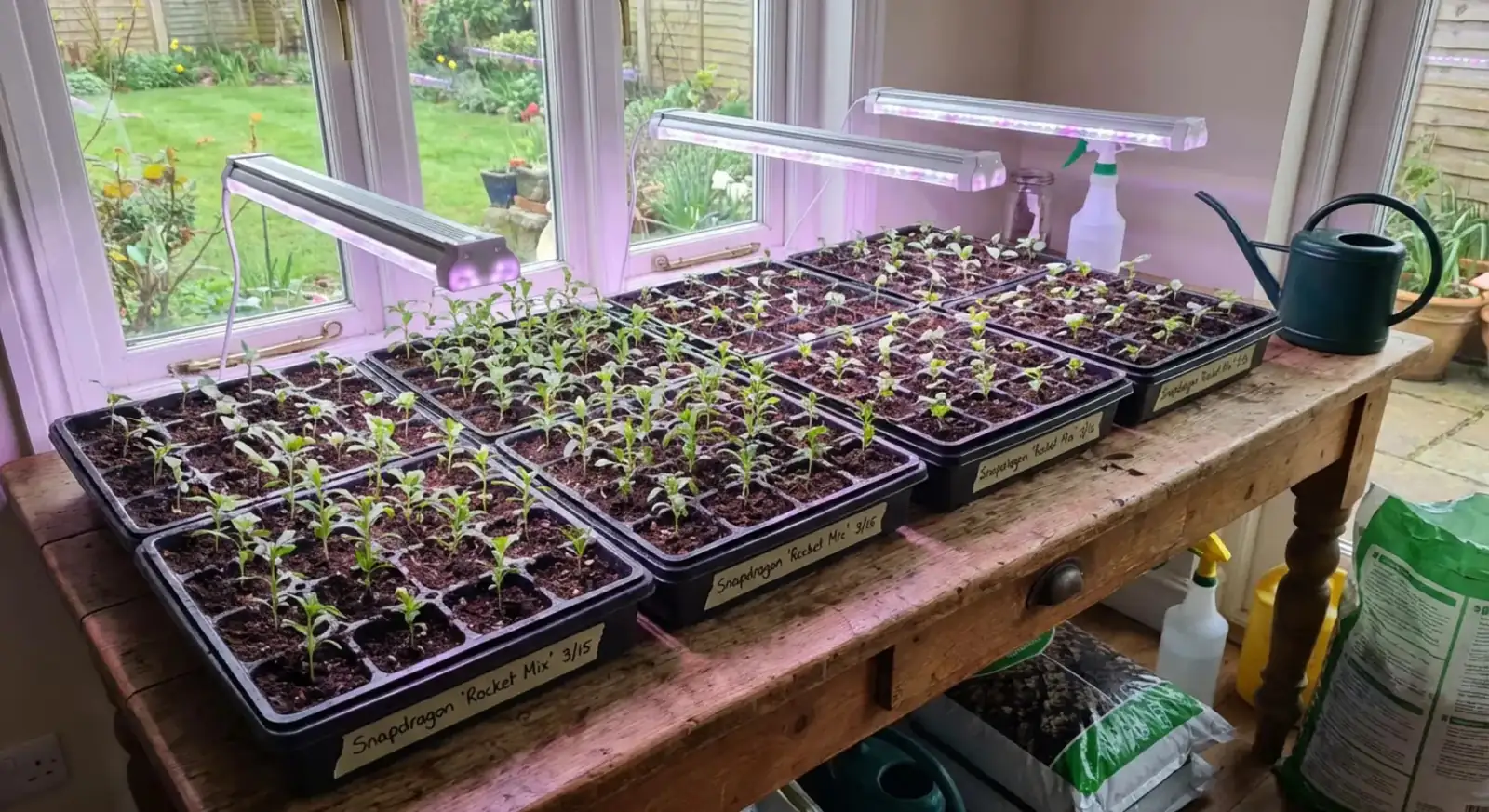 snapdragon seeds and seedling trays