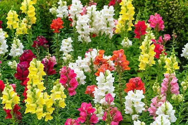snapdragons in diverse garden setting