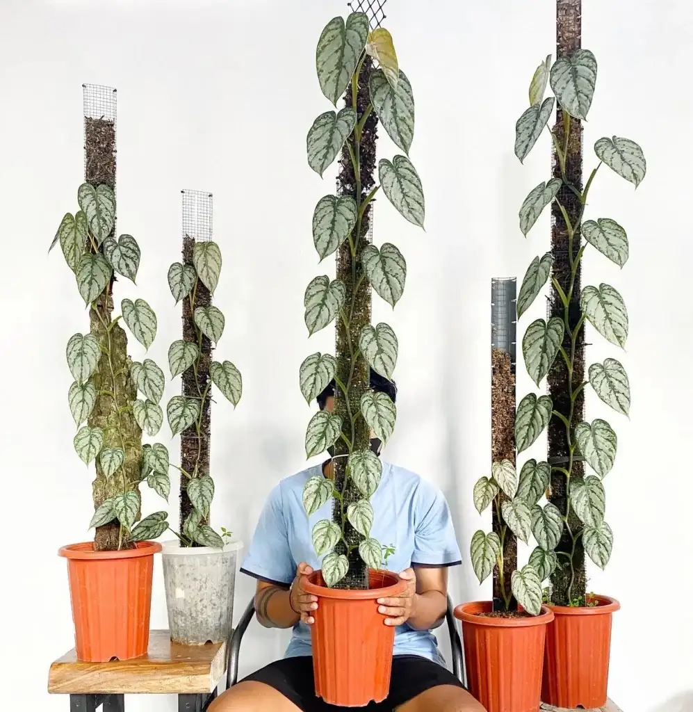 Philodendron climbing support