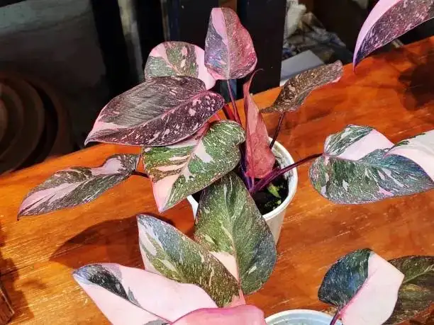 pruning pink princess philodendron