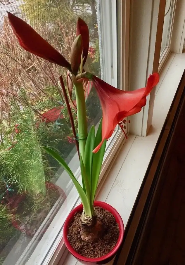 amaryllis in morning sun window