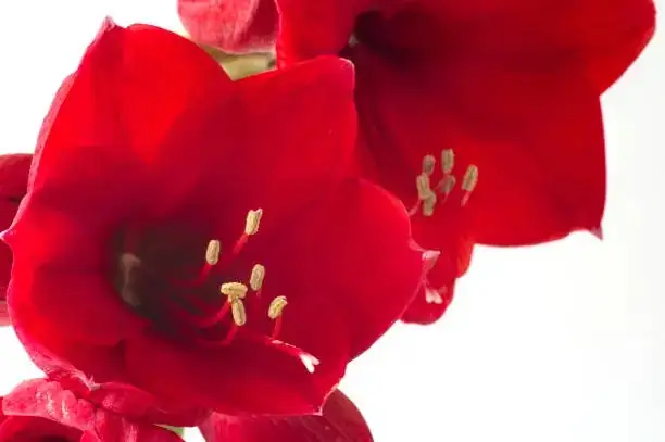 red blotch disease on amaryllis
