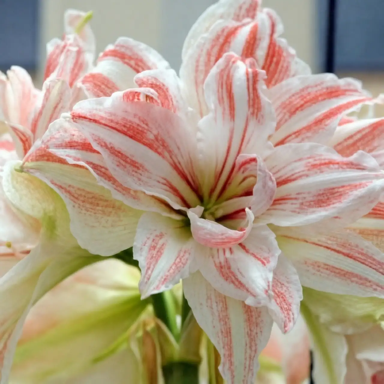 Greek mythology amaryllis story
