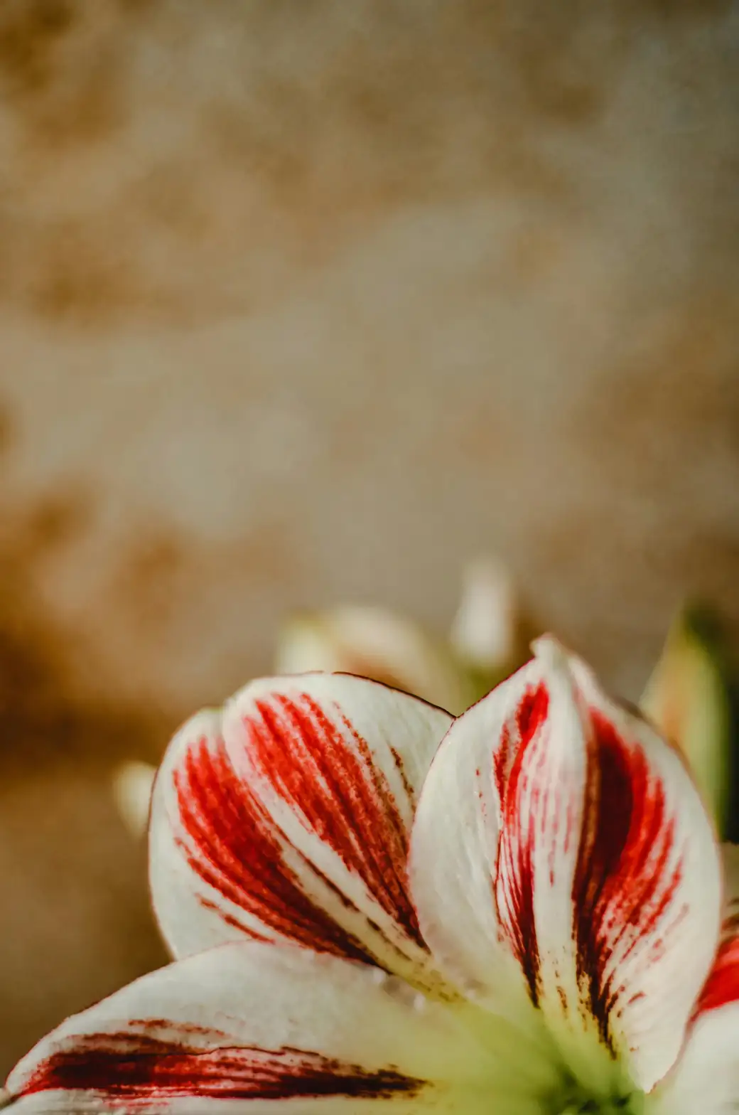 amaryllis in various colors