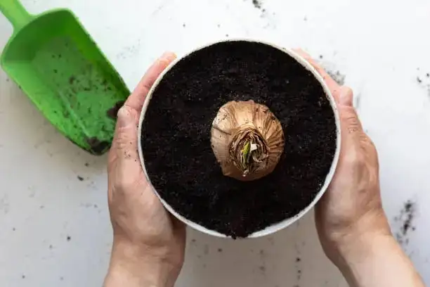 hands removing amaryllis from pot