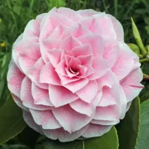 Camellia japonica winter bloom