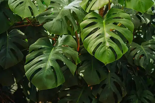 The Swiss Cheese Vine’s Secret: Why Do Its Leaves Have Holes?