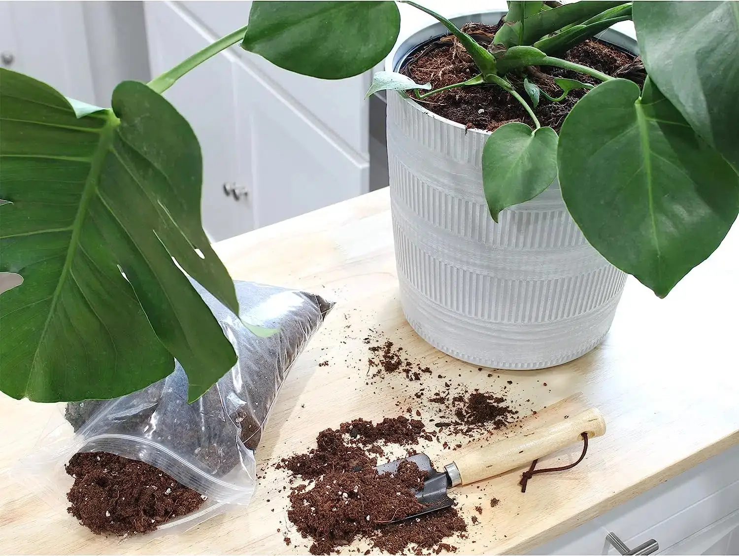 Monstera adansonii cutting in soil
