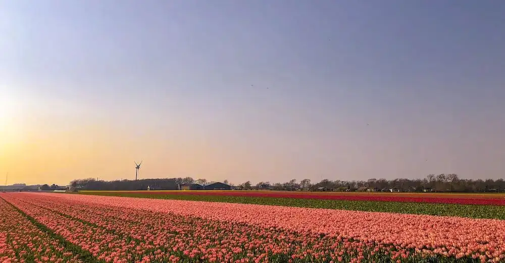 tulip festival Netherlands field