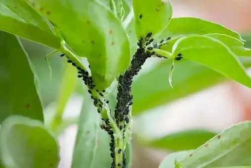 aphids on plant close-up