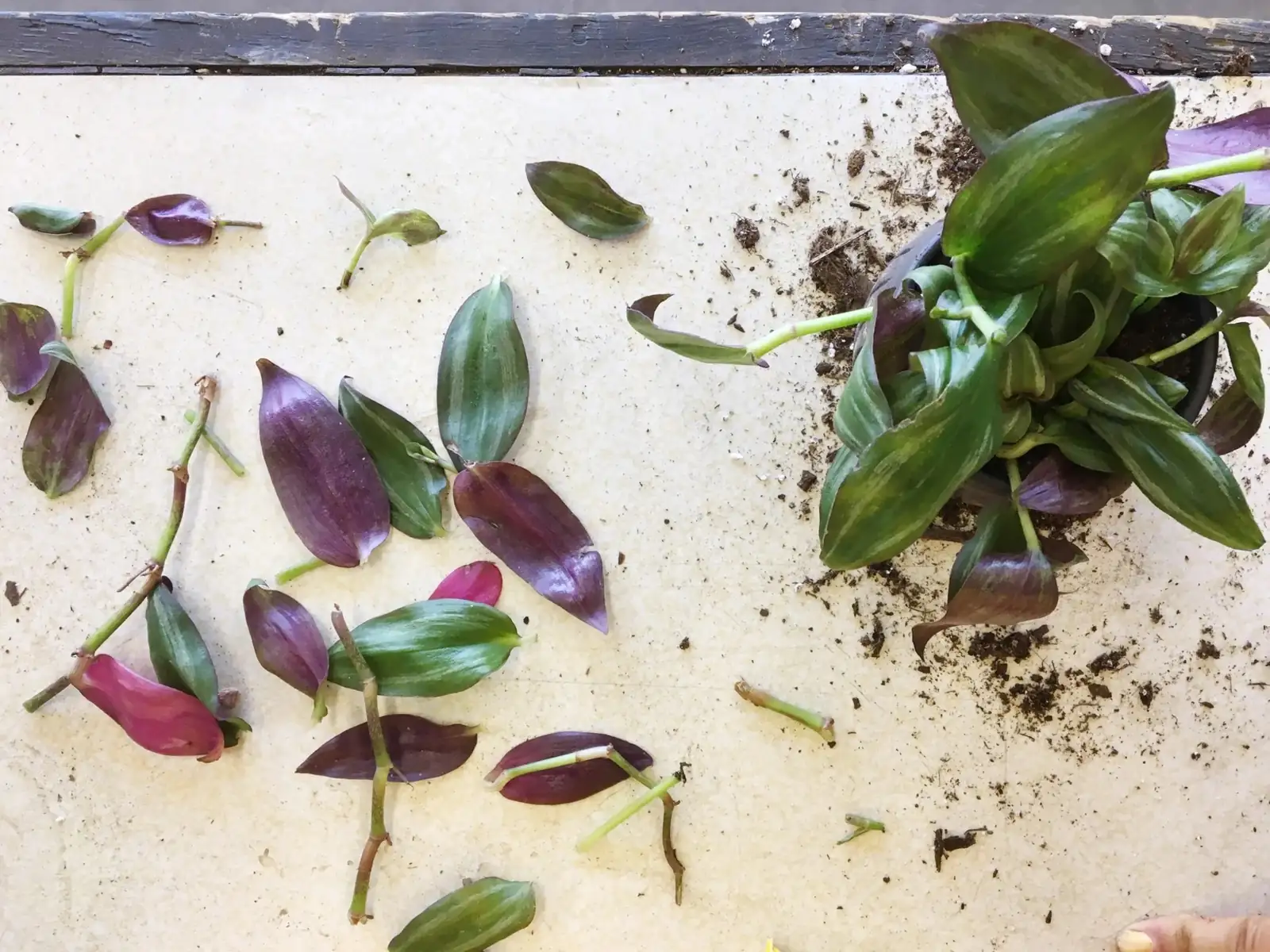 purple heart plant propagation