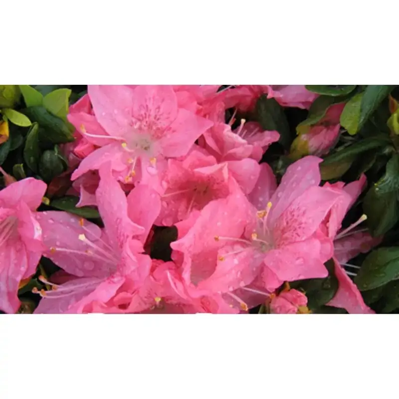 Did You Know? Fun Facts About Azaleas That Will Surprise You!