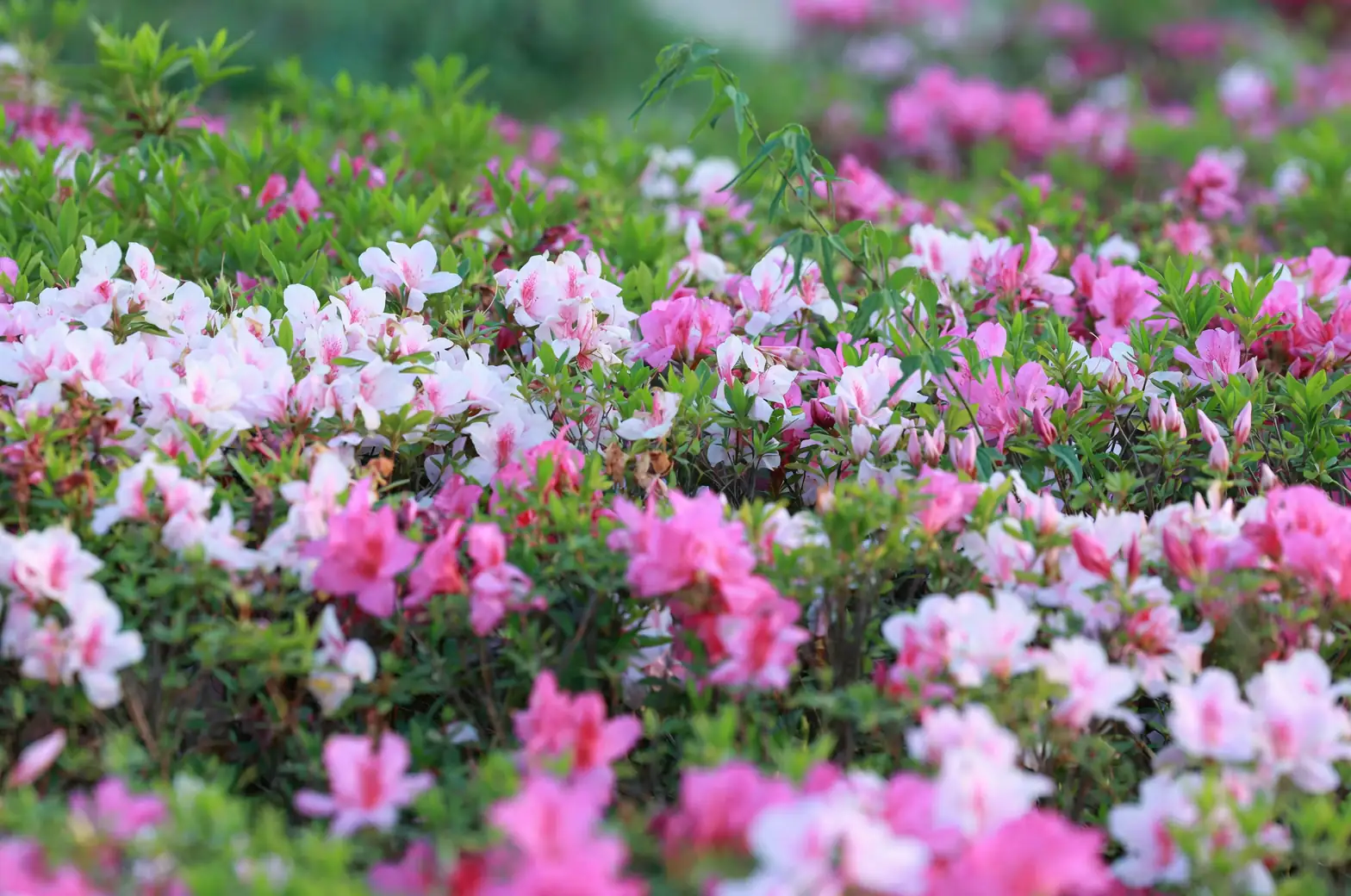 azalea colorful blooms garden