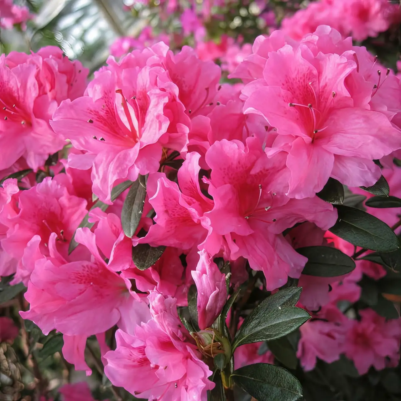 Bloom with Meaning: The Symbolism of Azaleas in Flower Language