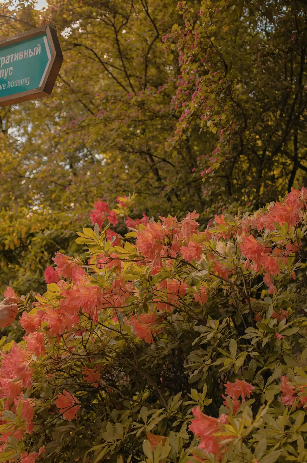 azalea stem cutting process
