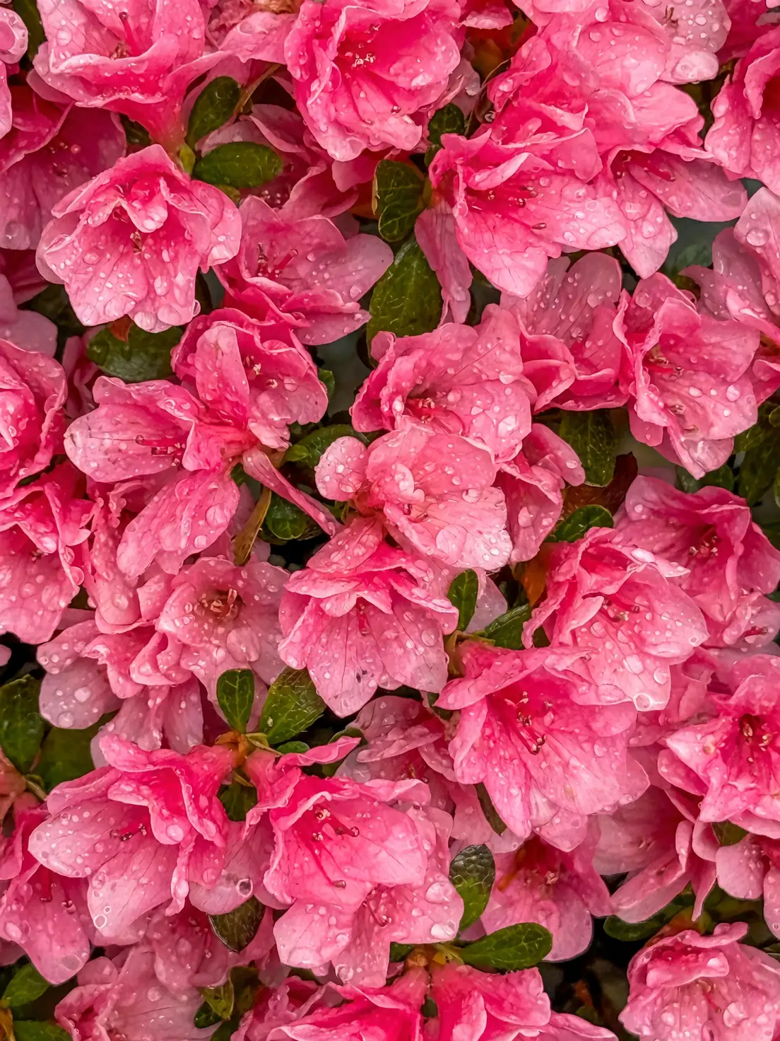 azalea traditional layering technique