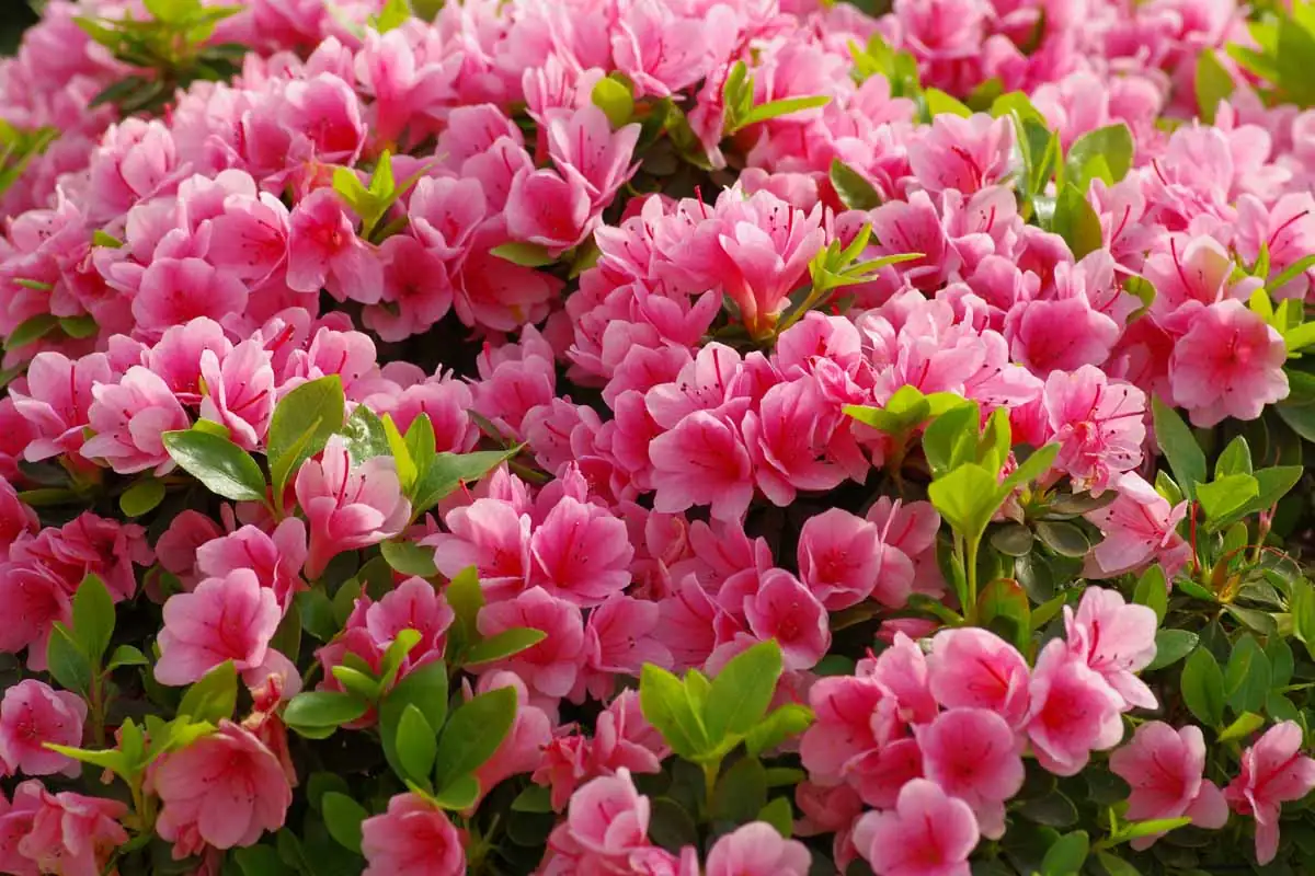 azalea ideal growing conditions