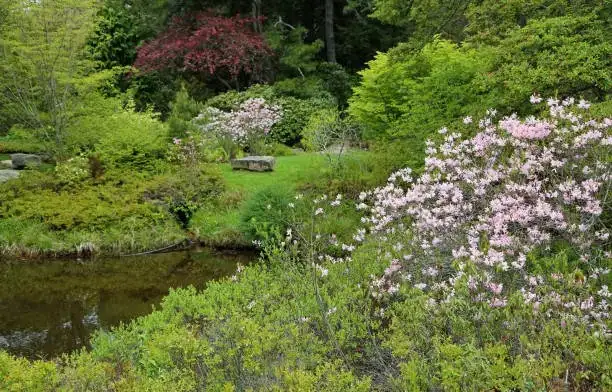 mountain laurel and azaleas together