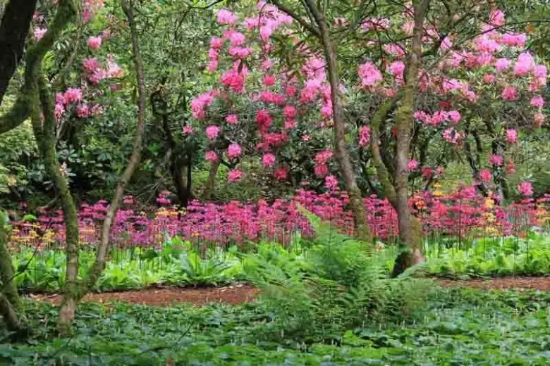 ferns with azaleas in garden