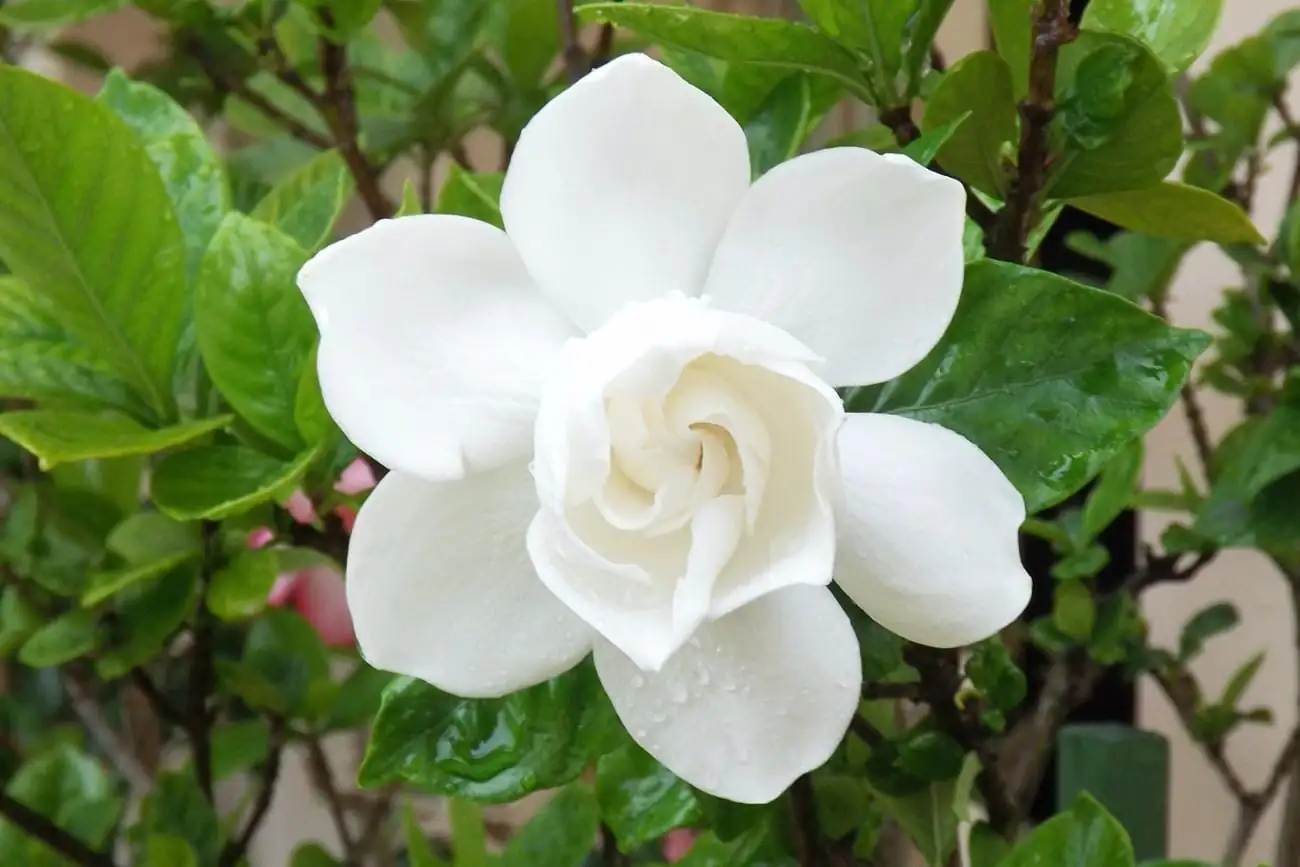 栀子花趣闻：从“白”到“黄”的花龄秘密