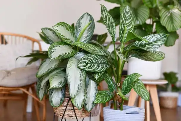 From Asian Forests to Your Living Room: The Fascinating Journey of Aglaonema