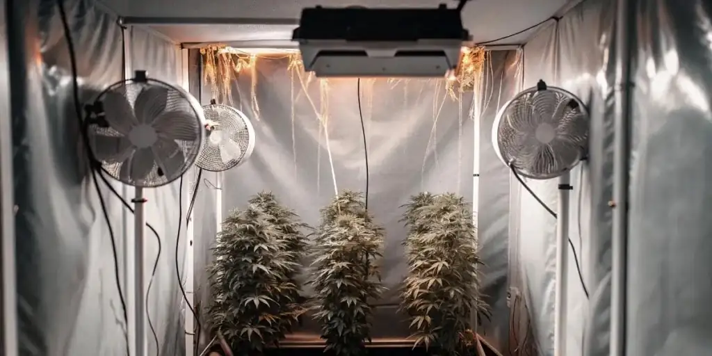 indoor plant fan cooling setup
