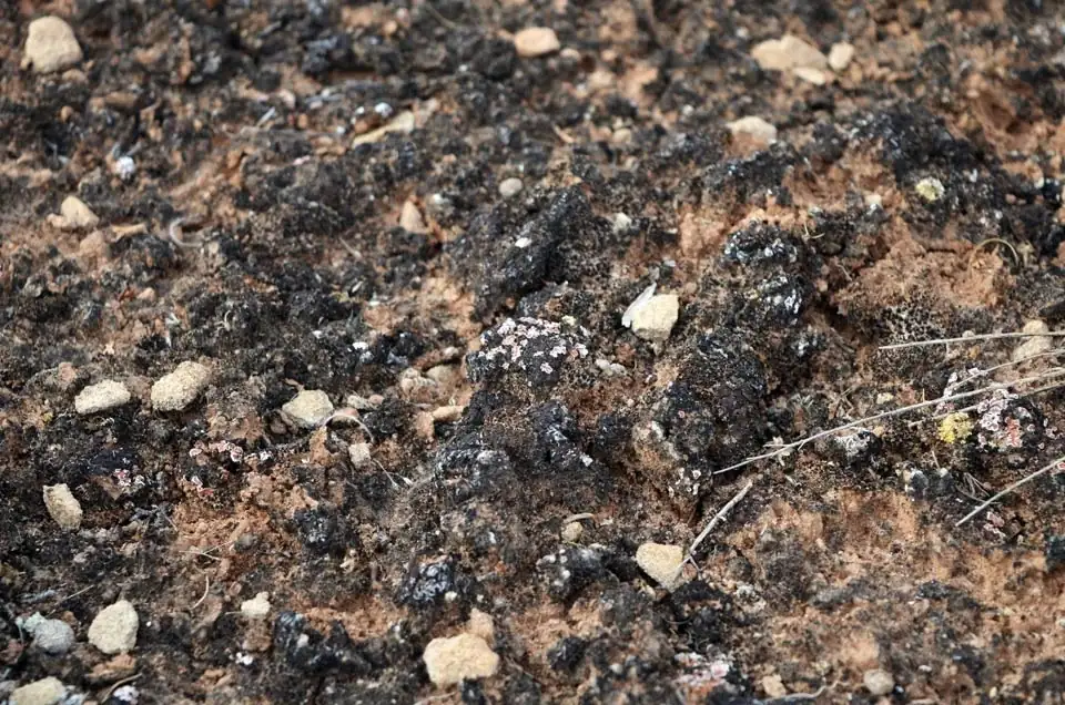 soil with mineral crust from tap water