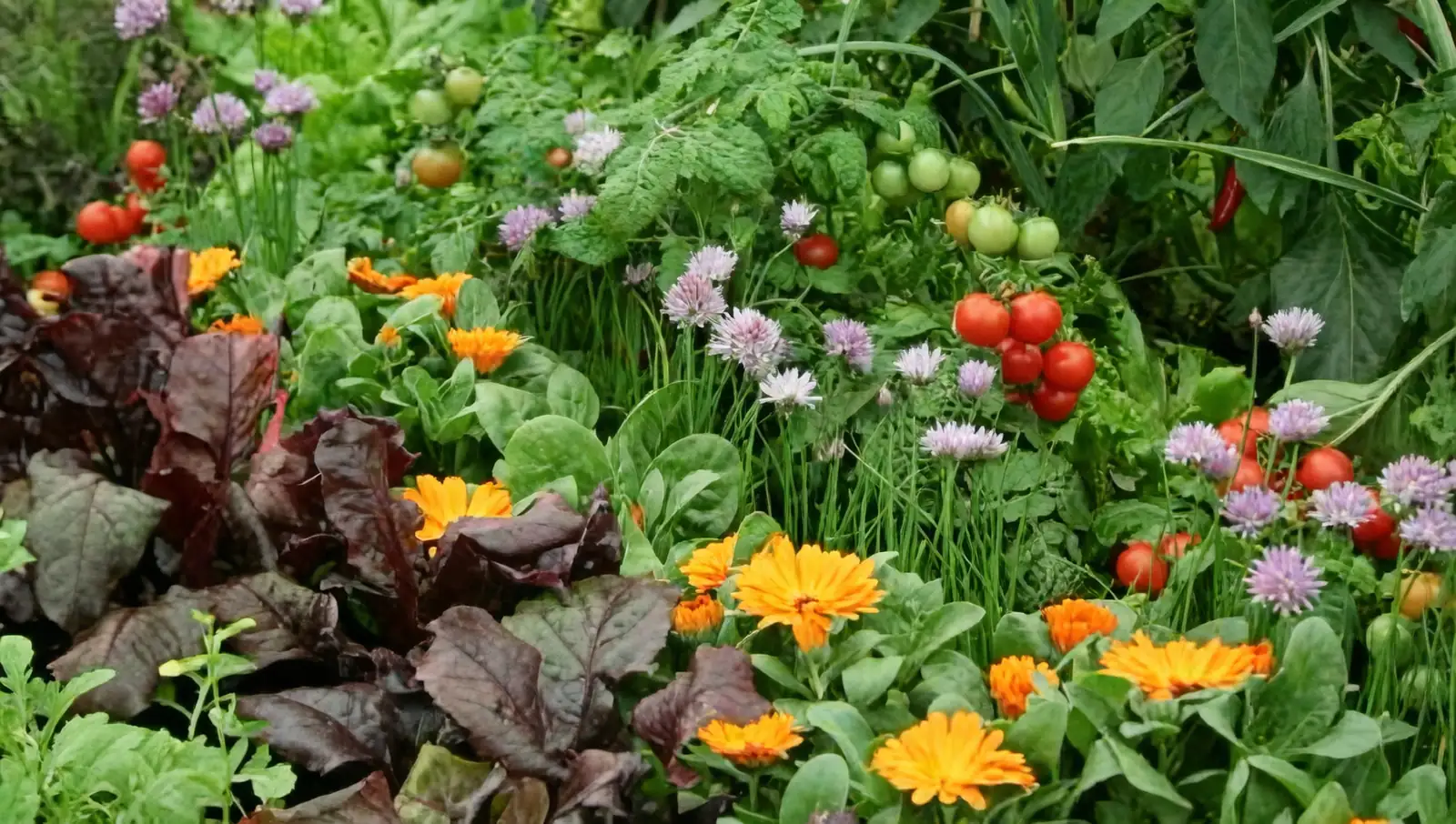 cornflowers in vegetable garden