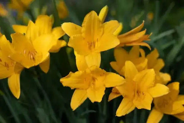 Troubleshooting Daylily Drama: Pests and Problems Solved