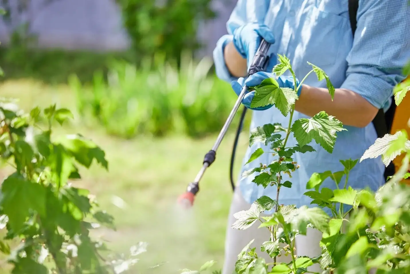 foliar feeding on plant leaves