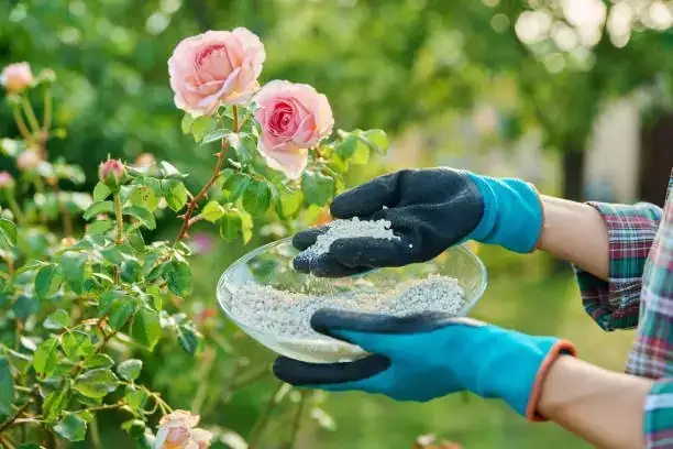 flowering plants with phosphorus fertilizer