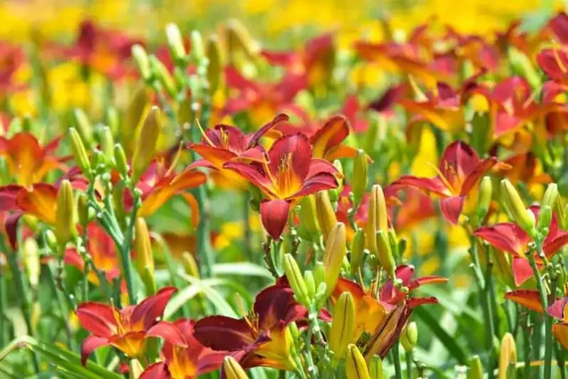 daylily close-up bloom