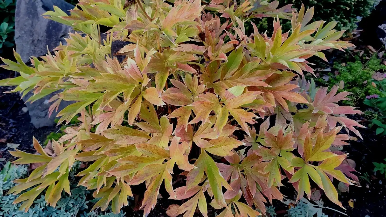 perennials preparing for dormancy