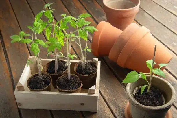 new plant growth after repotting