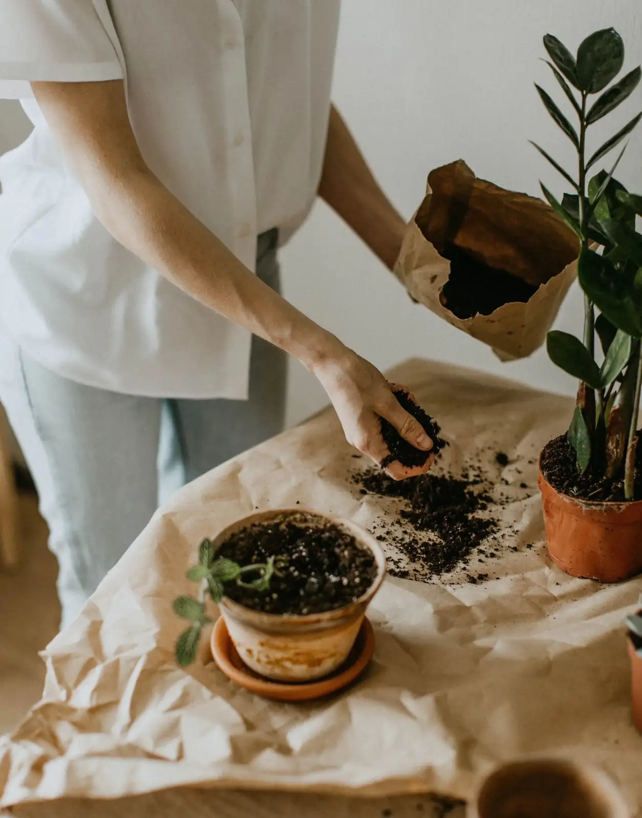 repotting houseplant fresh soil