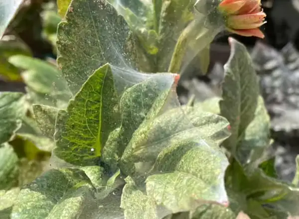 spider mites webbing on dahlia