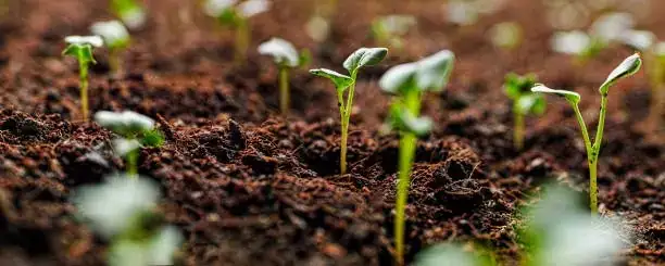 replanting in fresh soil
