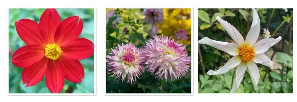 variety of dahlia flower types